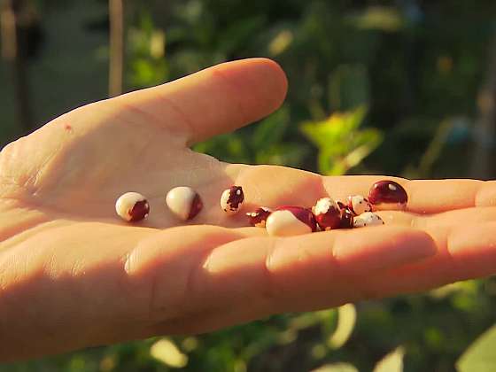 Získávání semen z okurek a rajčat