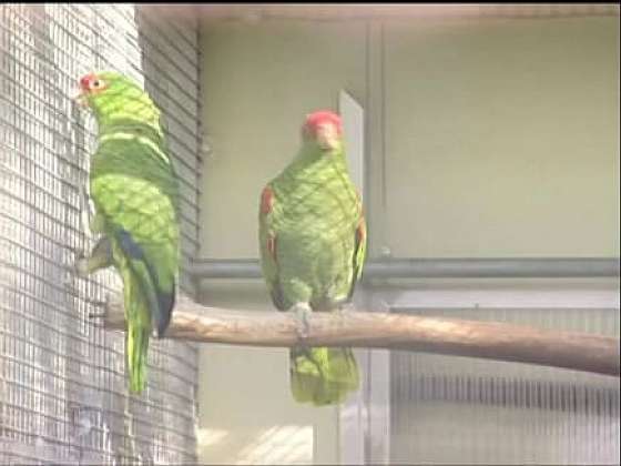 Kamerový systém při chovu papoušků