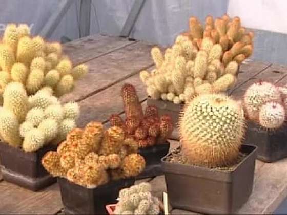 Zazimování kaktusů