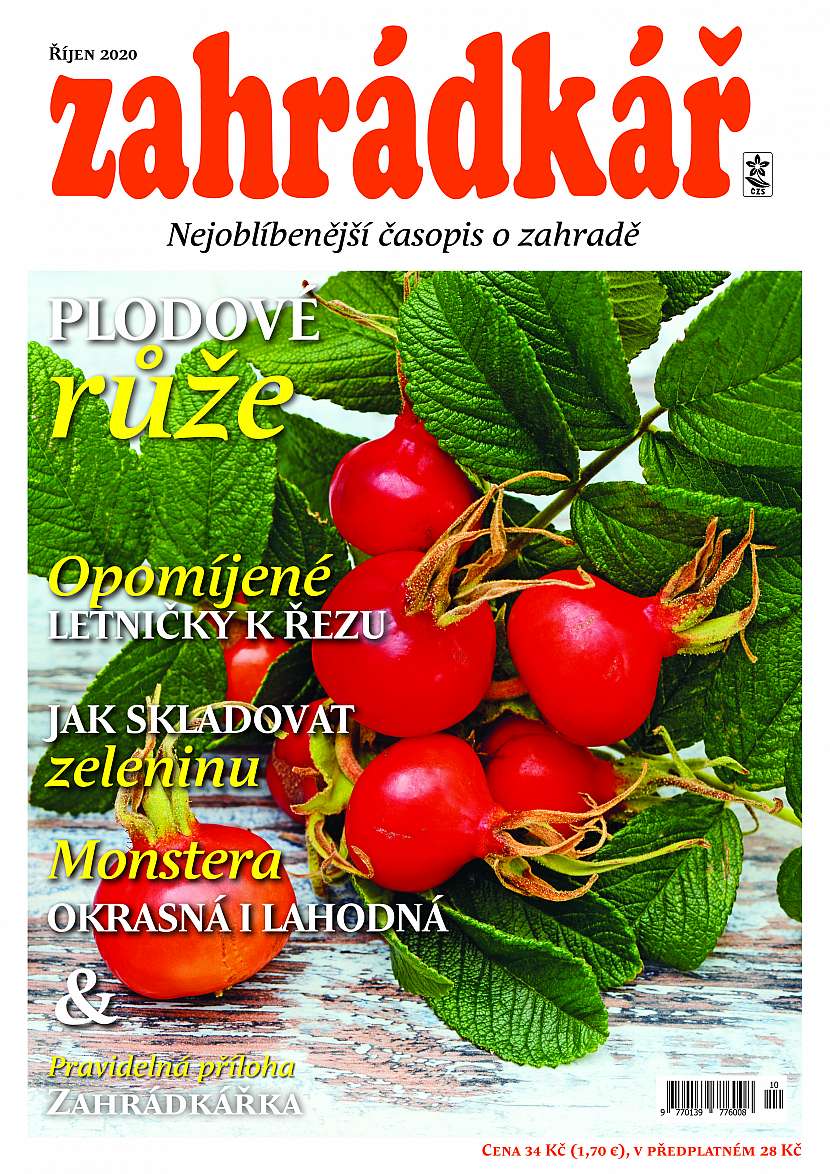  Předplaťte si Váš oblíbený časopis o Zahradě i na rok 2021 a nezapomeňte na říjnové vydání (Zdroj: Depositphotos)