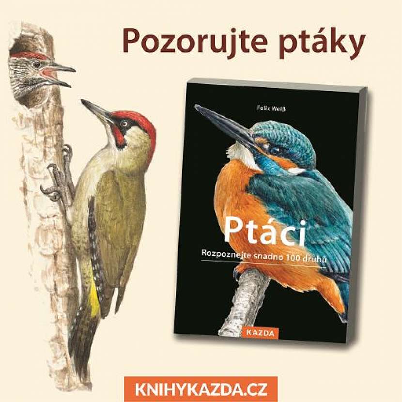 Portréty jednotlivých druhů v knize Ptáci doplňují pozoruhodná fakta a zajímavosti ze života opeřenců