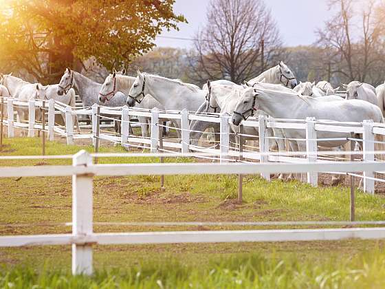otevřít: Starokladrubský kůň je národní kulturní památkou
