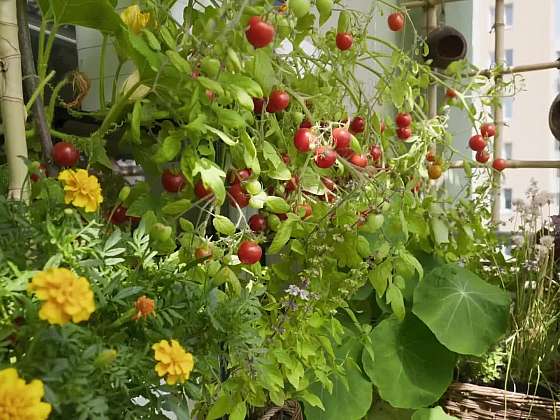 Jak pečovat o rostliny na balkoně v létě