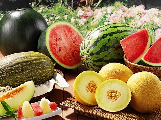Pěstování melounů v našich podmínkách není problém