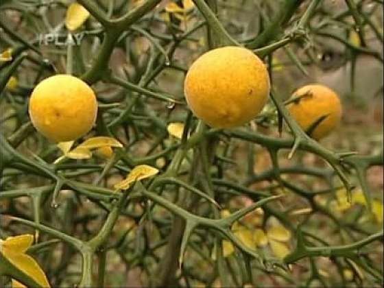 Pěstování citronečníku trojlistého