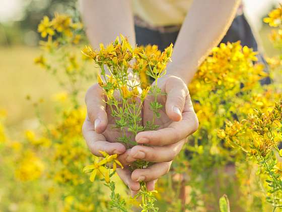 Tradiční i méně běžné bylinkové výsadby pro milovníky aromatických rostlin
