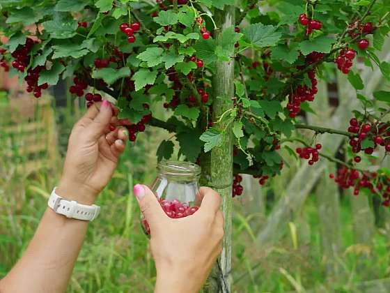 Způsob uchování drobného ovoce: Zavřenina