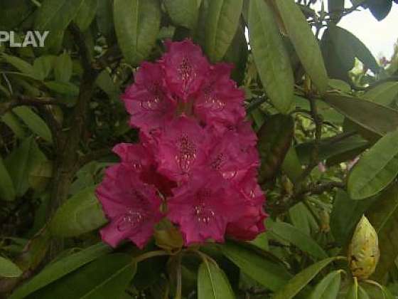 Sbírka rododendronů v zámeckém parku Štiřín