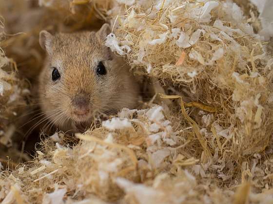 Chcete roztomilé a neposedné zvířátko? Pořiďte si pískomila!