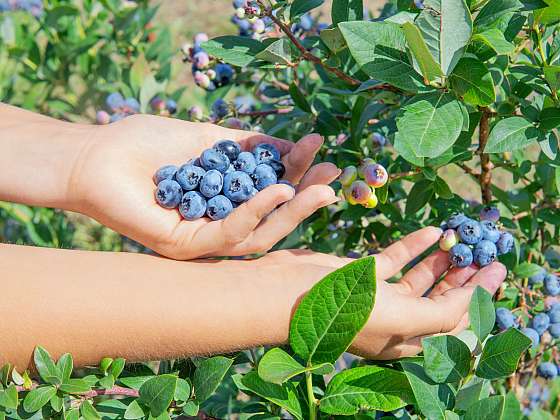 Chutné plody můžete pěstovat i doma, stačí dodržet několik pravidel
