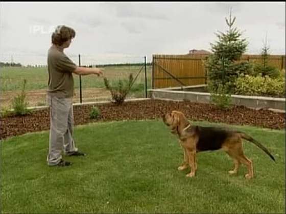 Jak přizpůsobit zahradu psovi