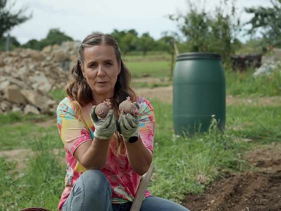 Výsadba brambor v létě