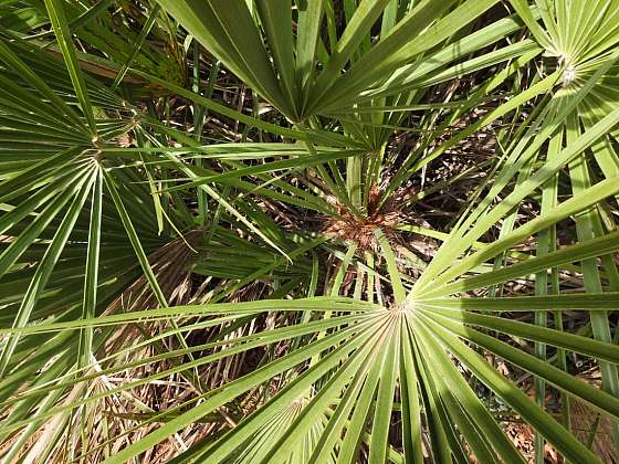 Žumary – u nás oblíbené palmy původem ze Středomoří