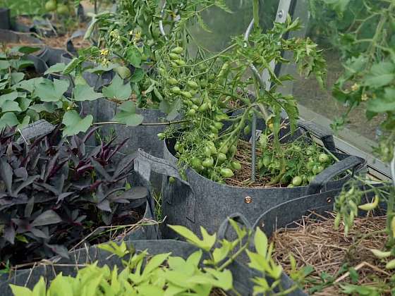 Pěstování v nádobách