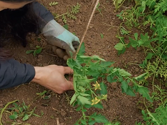 Výsadba rajčat ke konstrukci: Zdravé kořeny a stabilní růst