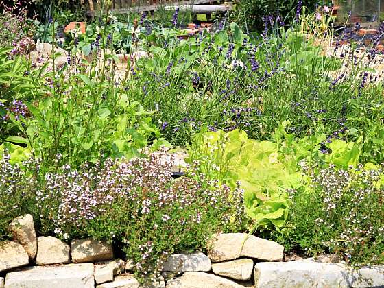 8 skvělých nápadů, jak pěstovat aromatické rostliny
