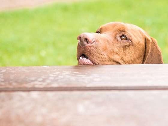 Kdy psovi ubližujeme špatným krmením?