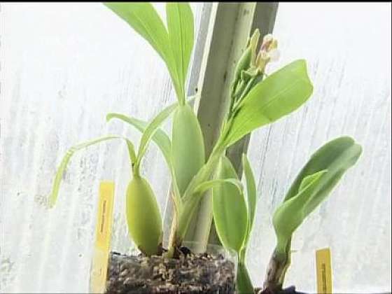Orchideje pěstované na agaru