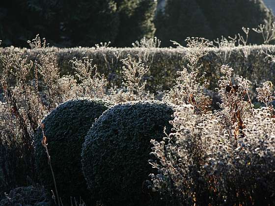 Okrasné trávy a stálezelené rostliny, které potěší i v zimě