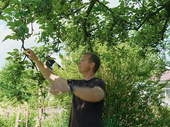 Citlivá péče o staré jabloně: Řez, výživa a bezpečná práce