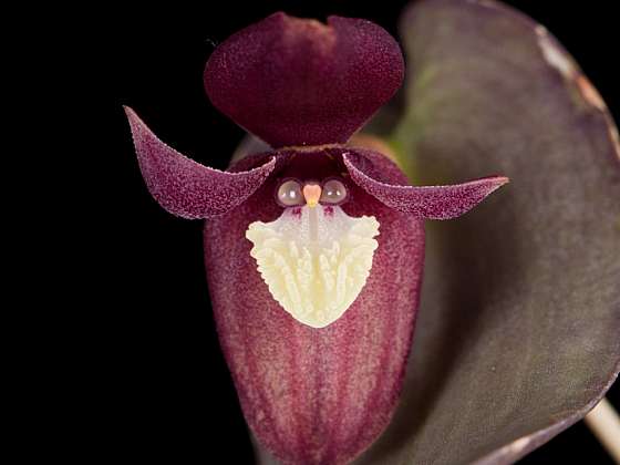Otevřít článek/video: Extrémní orchideje: Miniatury a obři - výstava orchidejí