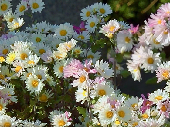 Zelená síla: Přírodní ochrana proti hmyzu a škůdcům