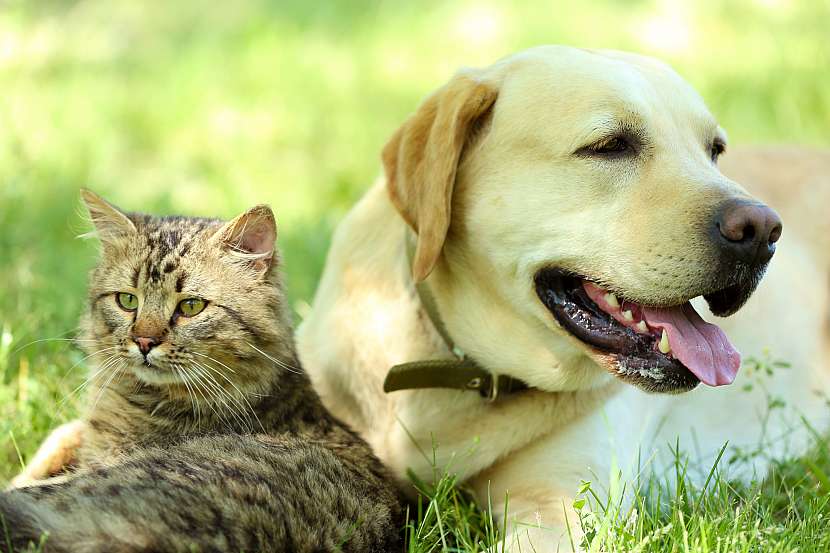 Vyhrajte voucher na nákup veterinárních přípravků od Elanco (Zdroj: Depositphotos)