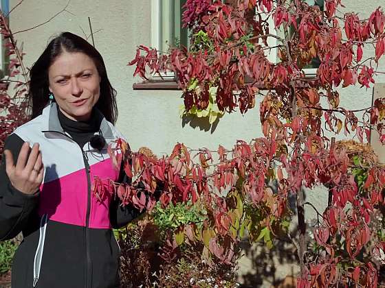 Výsadba drobných bobulovin