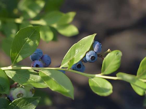 Víte, jak pěstovat borůvky v kombinaci s okrasnými rostlinami?