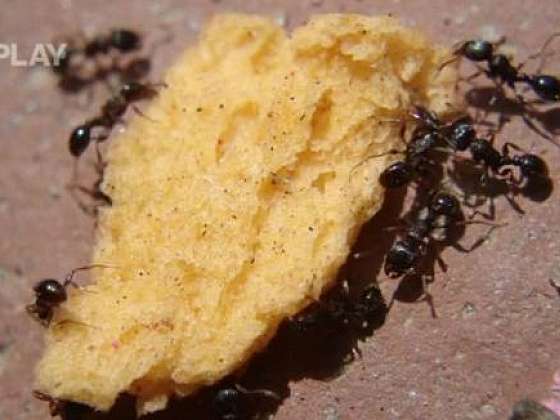 Hubení mravenců v zimním období