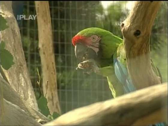 Chov papoušků