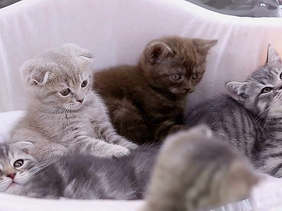 Může kouření škodit kočce a proč veterinář nespěchá s antibiotiky?