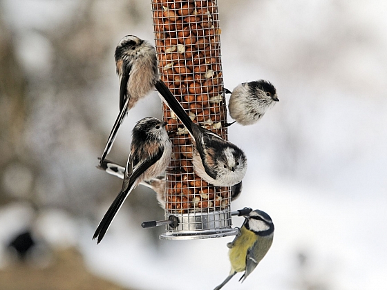Otevřít: Přikrmování ptáků v zimním období