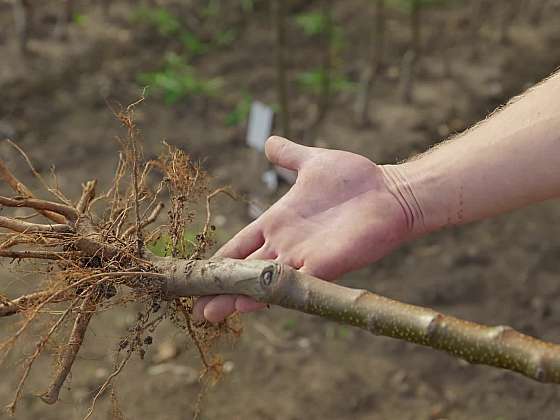 Na co si dát pozor při nákupu ovocných stromů