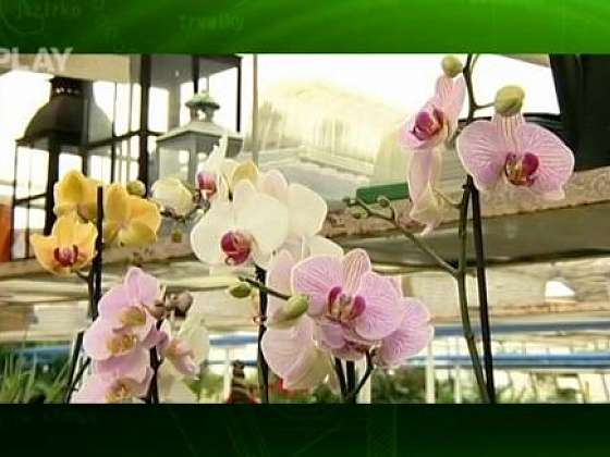 Opěrné tyče na orchideje