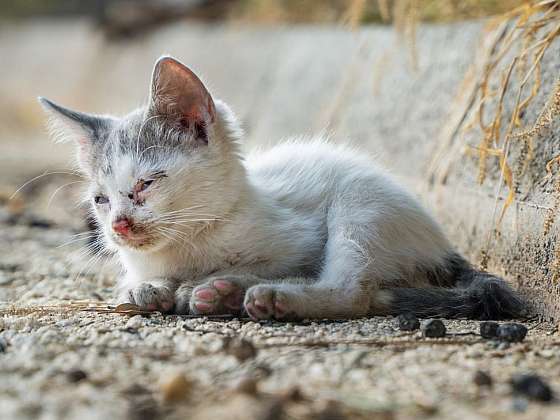 Největší hloupost o kočkách, která koluje po českých vesnicích, stojí ročně životy tisíce koťátek