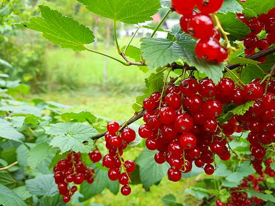 Začínáme zahrádkařit: Drobné ovoce patří do každé zahrady