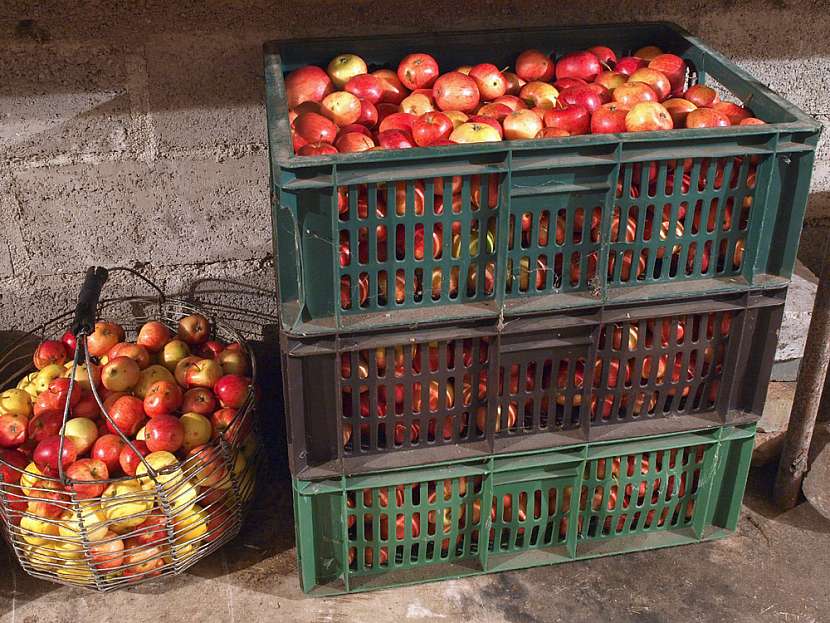 V ovocnářské části pomalu končí Malá škola začínajícího ovocnáře