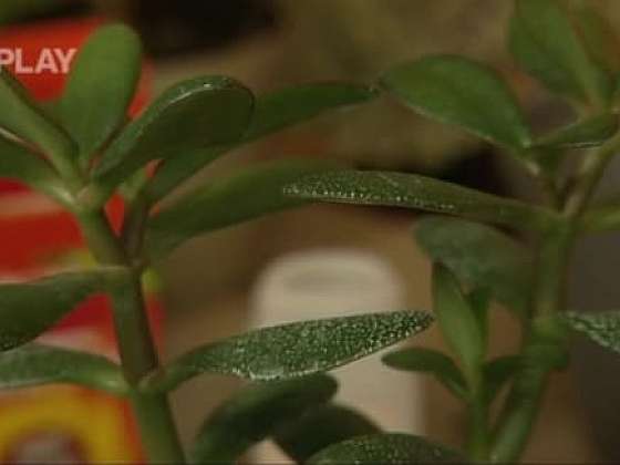 Jak se vypořádat se škůdci pokojových rostlin