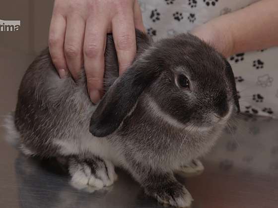 Novinky v očkování králíků