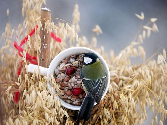 Vyrobte si krmivo pro ptactvo – jak a kdy přikrmovat
