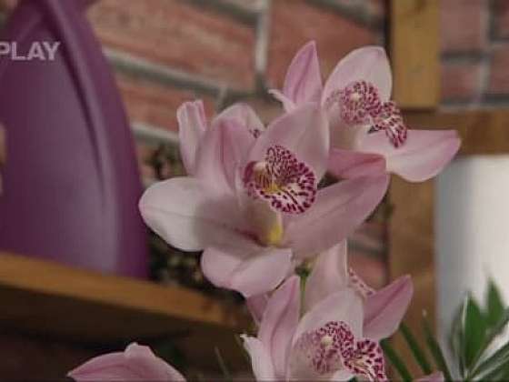 Jak využít květy orchidejí