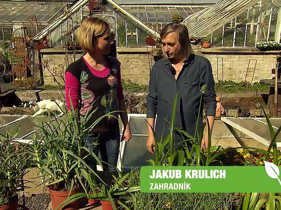 Domácí bylinková lékárna Jakub Krulich, zahradník