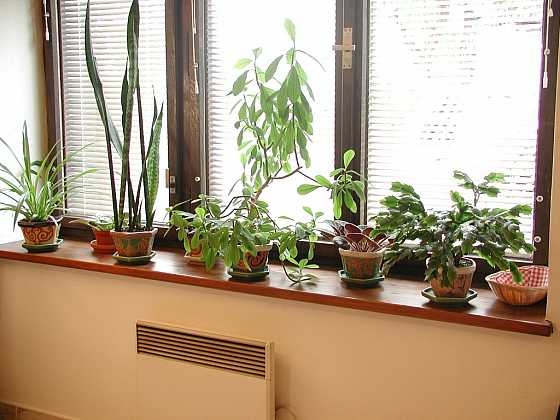 otevřít: Jak na jaře pečovat o pokojové a přezimované rostliny