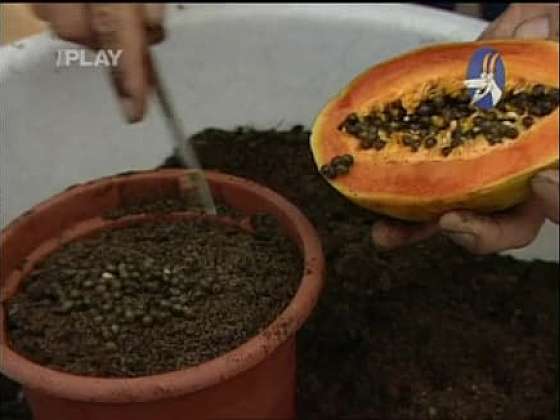 Pěstování tropického ovoce