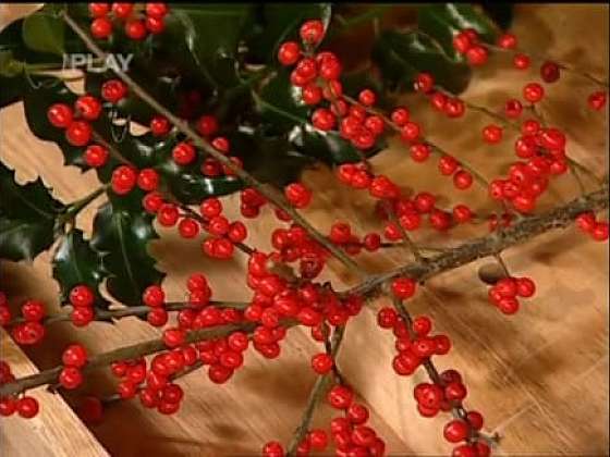 Pěstitelská poradna: fuchsie, vánoční dekorativní rostliny