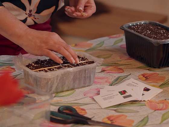 Nejčastější chyby při výsevu rostlin za okno