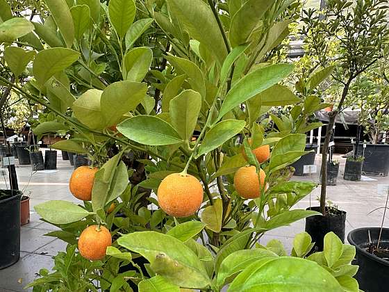 Pěstovat citrusovníky můžete i vy