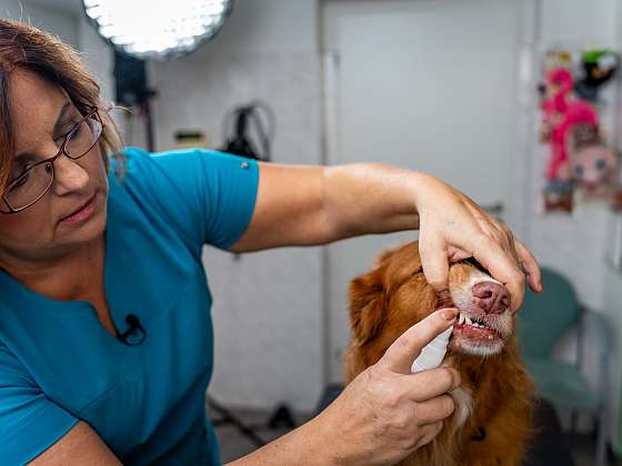 Veterina: Čištění zubů, koupání želvy, teplota psů