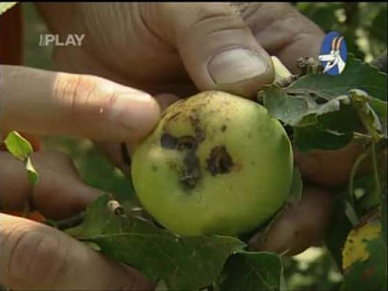 Nemoci a škůdci u jabloní